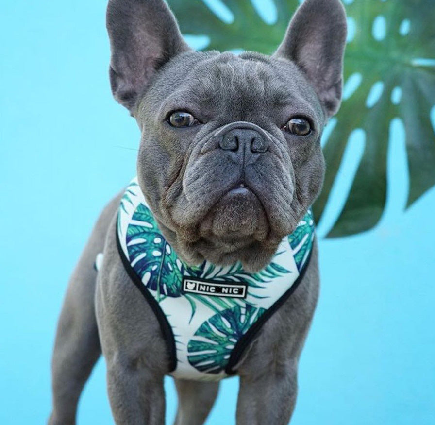 Small Dog Pet Harness