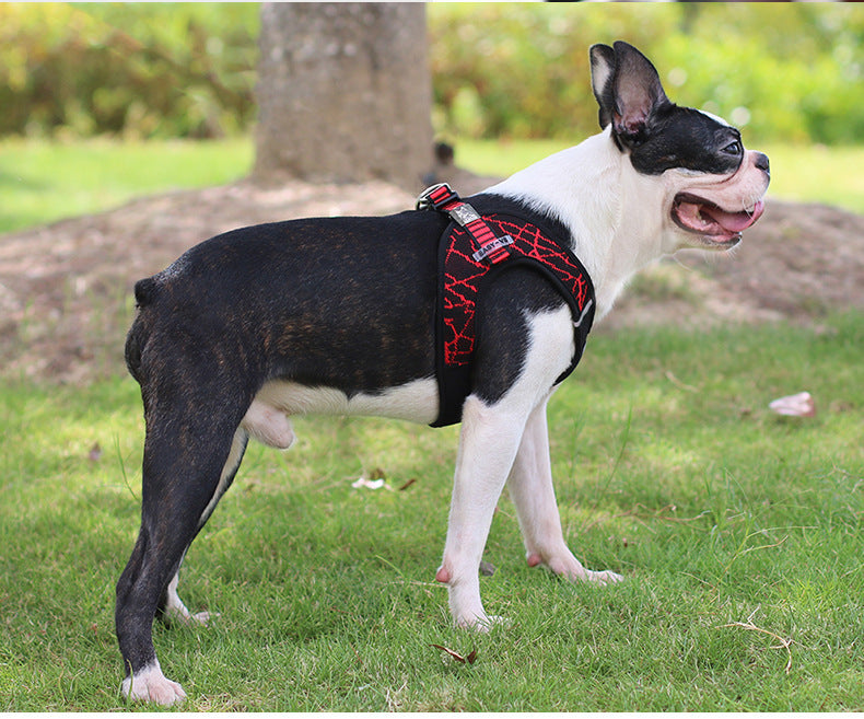 Pet Harness & Leash