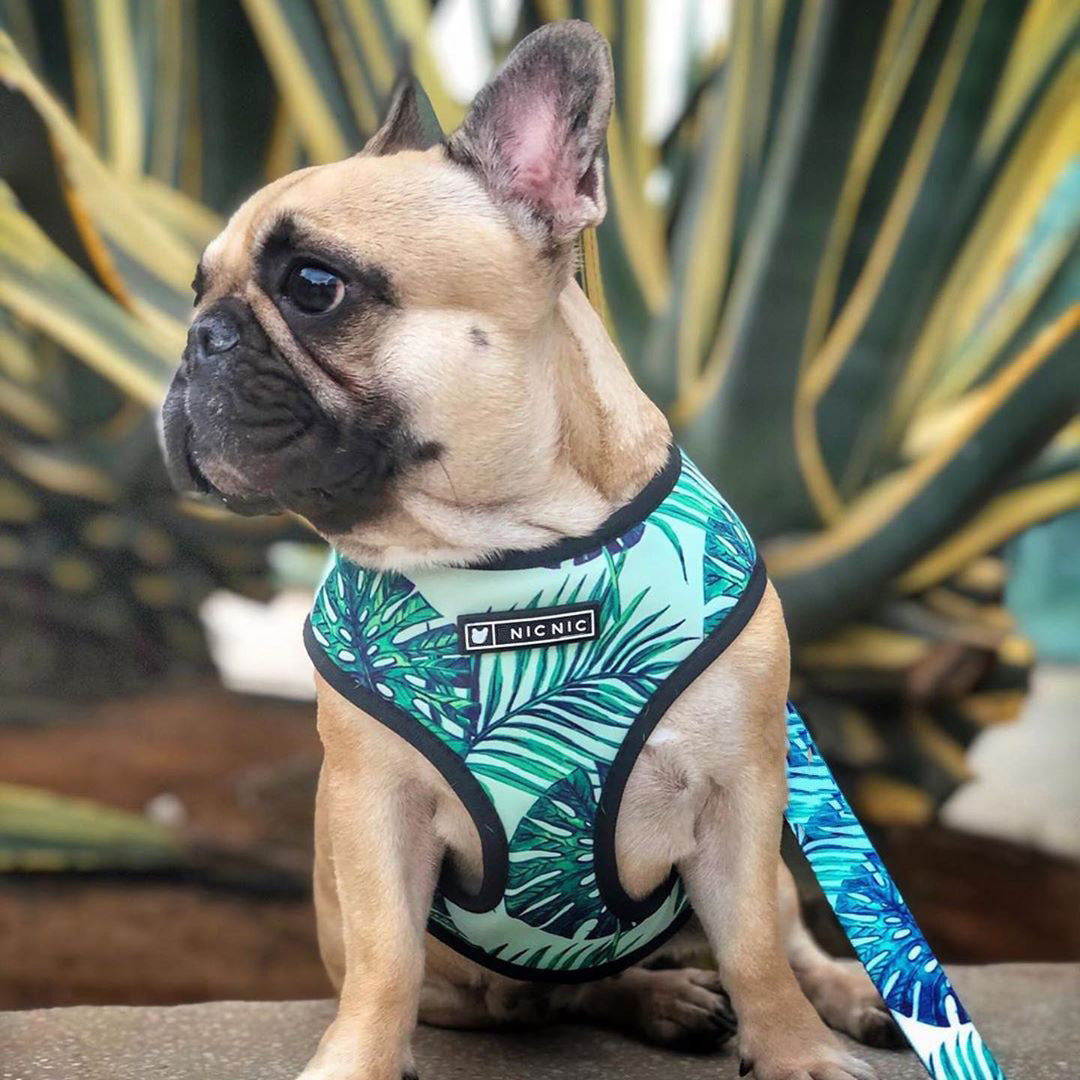 Small Dog Pet Harness