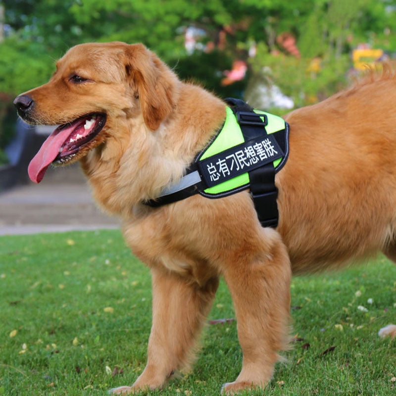 Dog Harness & Leash