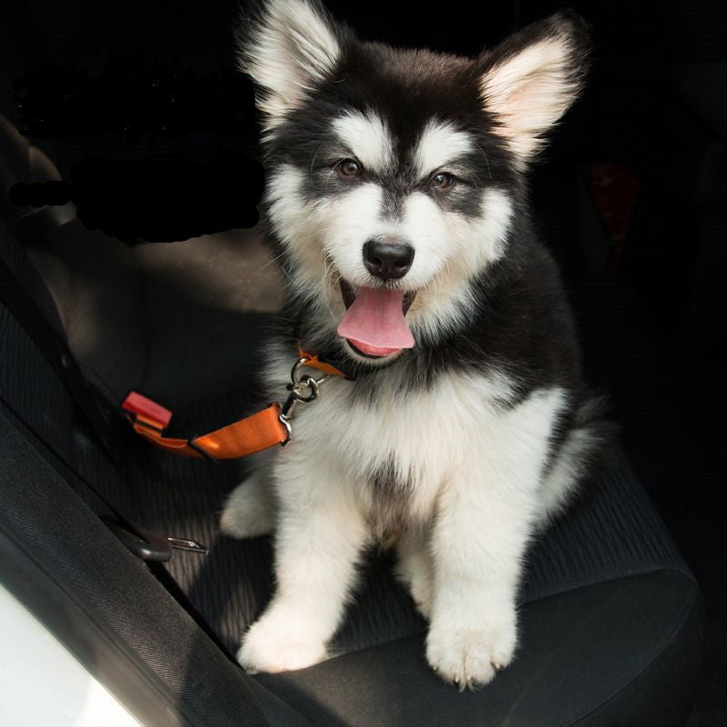 Dog Car Seat Belt