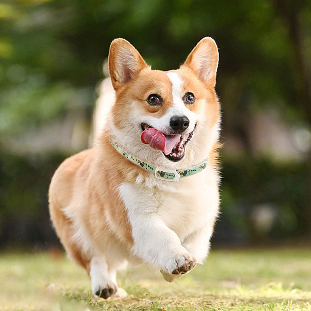 Pet Flea & Tick Collar