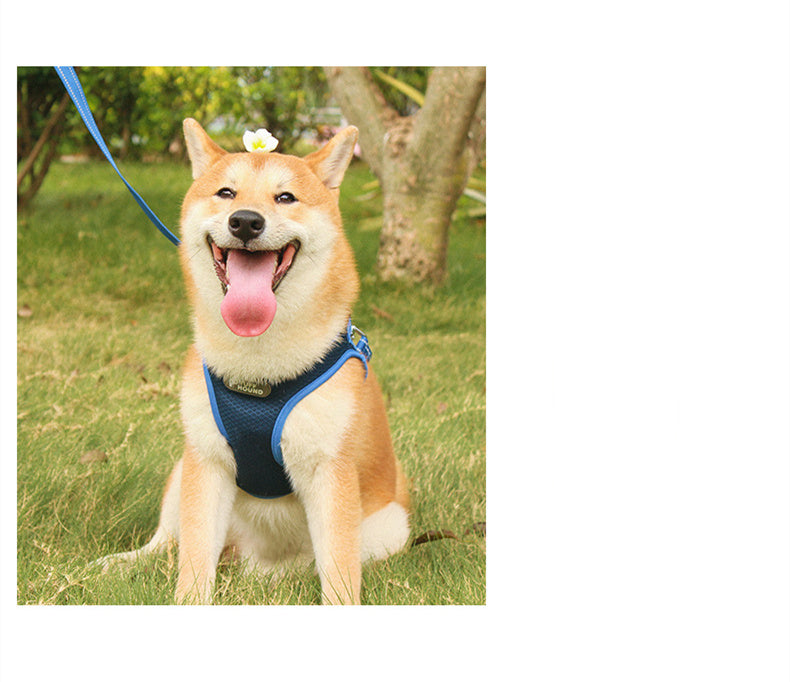 Pet Harness & Leash