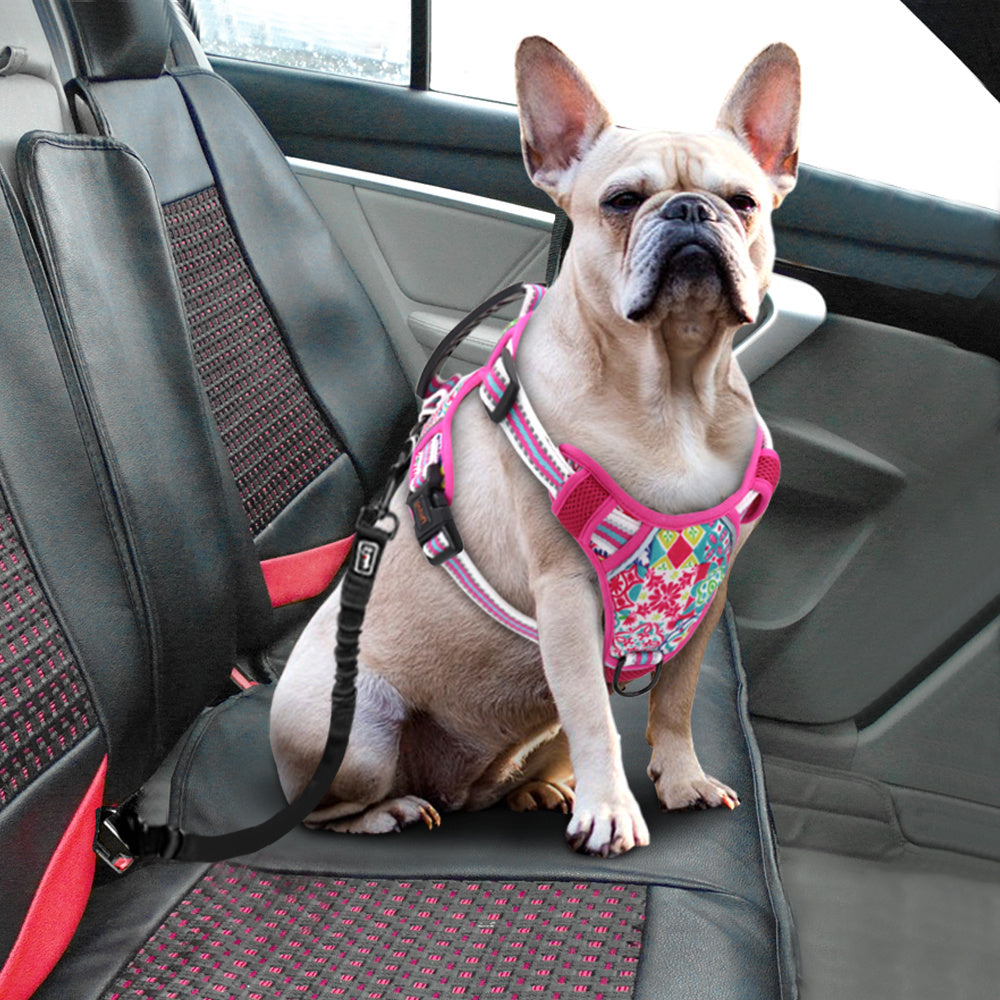 Dog Harness & Leash